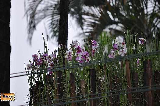 Kuala Lumpur Orchid Garden