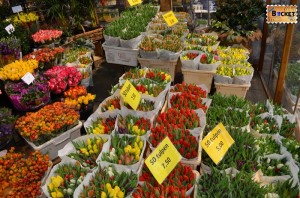 Lalele @ Bloemenmarkt, piaţa de flori din Amsterdam