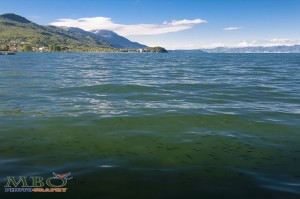 Pesti in lacul Ohrid din Macedonia, .jpg