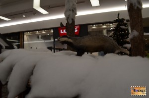 Dihor in peisaj de iarnă la Forum Debrecen