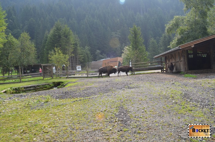 Bizoni in parcul tematic Wild & Freizeitpark Ferleiten de pe drumul Grossglockner  