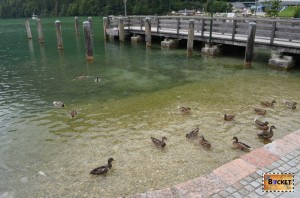 Rate pe Lacul Koenigssee