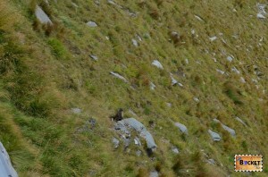 marmote langa drumul Grossglockner