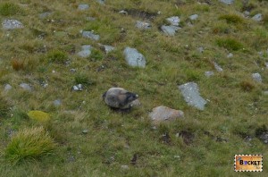 marmote langa drumul Grossglockner
