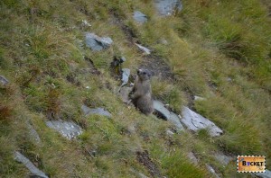 marmote langa drumul Grossglockner