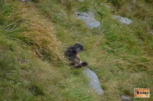 marmote langa drumul Grossglockner