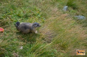 marmote langa drumul Grossglockner