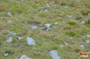 marmote langa drumul Grossglockner