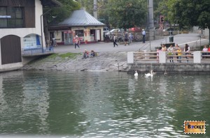 lebede si rate pe lacul Zell