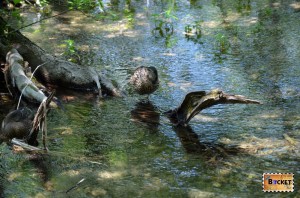 Rate in statia Lubudovac din lacurile superioare ale Parcului National Lacurile Plitvice